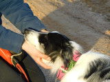 Carlota, femelle Border Collie à adopter