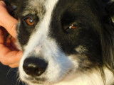 Carlota, femelle Border Collie à adopter