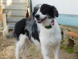 Carlota, femelle Border Collie à adopter