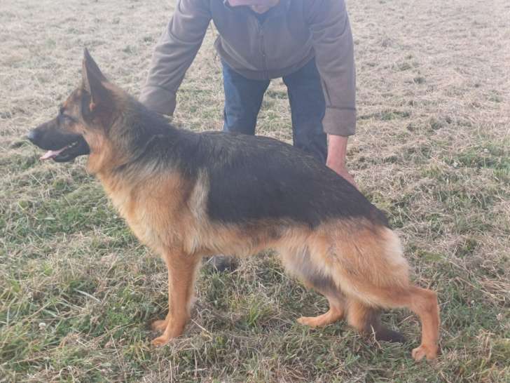 Chienne Berger Allemand à donner