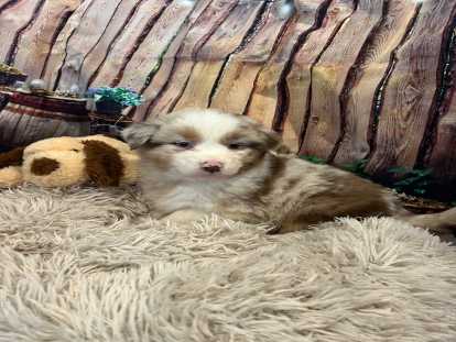 Chiots Berger Australien à vendre