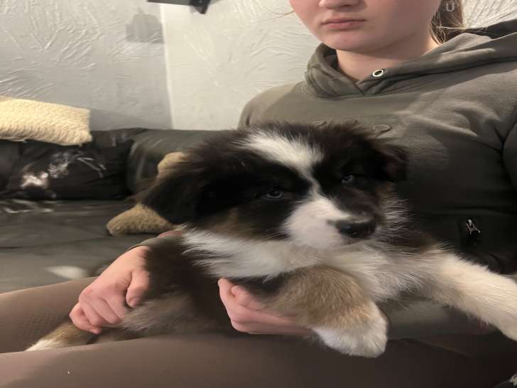 Chiots Berger Australien à vendre