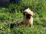 1 mâle Shih Tzu fauve clair de 3 ans mis en vente