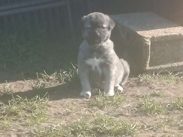 Chiot femelle Kangal à vendre