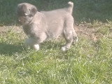 Chiot femelle Kangal à vendre