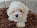 Un mâle Bichon Maltais de décembre 2025, à réserver