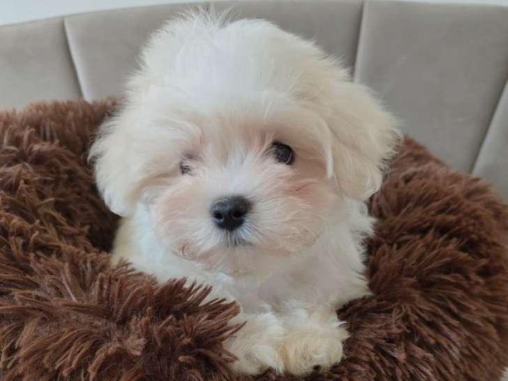 Un mâle Bichon Maltais de décembre 2025, à réserver