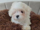 Un mâle Bichon Maltais de décembre 2025, à réserver