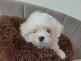 Un mâle Bichon Maltais de décembre 2025, à réserver