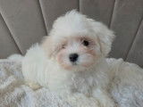 Un mâle Bichon Maltais de décembre 2025, à réserver