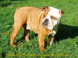 1 mâle Bulldog Anglais LOF confirmé, disponible pour saillie