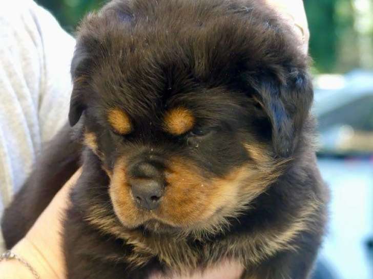 Rottweilers LOF de janvier 2026 : 3 femelles et 1 mâle à réserver