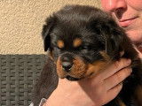 Rottweilers LOF de janvier 2026 : 3 femelles et 1 mâle à réserver