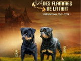 Rottweilers LOF de janvier 2026 : 3 femelles et 1 mâle à réserver