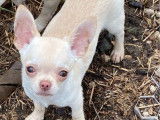 Angelo, un Chihuahua blanc de 9 mois, adorable et câlin à vendre