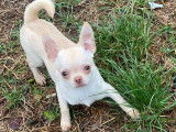 Angelo, un Chihuahua blanc de 9 mois, adorable et câlin à vendre