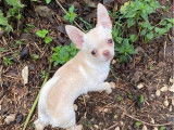 Angelo, un Chihuahua blanc de 9 mois, adorable et câlin à vendre