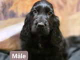 Cockers Anglais de décembre 2025 : un mâle noir et une femelle noire à vendre
