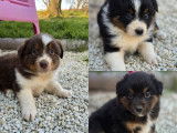 6 chiots Bergers Australiens LOF de janvier 2026 disponibles à la réservation