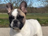 Magnifique mâle Bouledogue Français LOF fauve et blanc, né en septembre 2025 à vendre