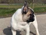 Magnifique mâle Bouledogue Français LOF fauve et blanc, né en septembre 2025 à vendre