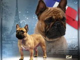 Magnifique mâle Bouledogue Français LOF fauve et blanc, né en septembre 2025 à vendre