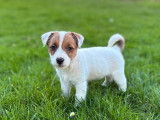 Jack Russell LOF de décembre 2025 à vendre, 5 adorables disponibles