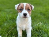 Jack Russell LOF de décembre 2025 à vendre, 5 adorables disponibles