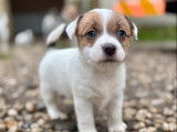 Jack Russell LOF de décembre 2025 à vendre, 5 adorables disponibles