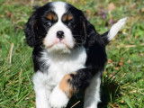 2 mâles Cavalier King Charles de janvier 2026, à réserver pour mars