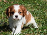 2 mâles Cavalier King Charles de janvier 2026, à réserver pour mars