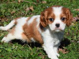 2 mâles Cavalier King Charles de janvier 2026, à réserver pour mars