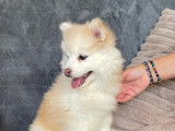 Superbes chiots Pomsky mini disponibles