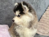 Superbes chiots Pomsky mini disponibles
