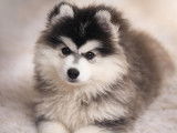 Superbes chiots Pomsky mini disponibles