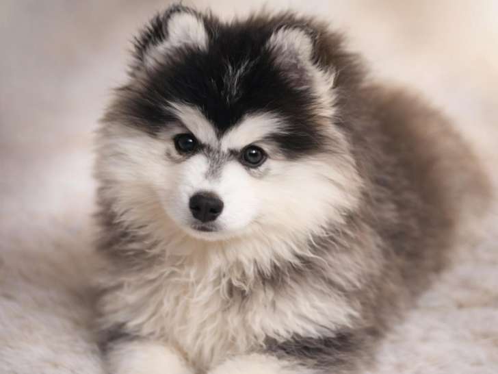 Superbes chiots Pomsky mini disponibles