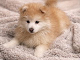 Superbes chiots Pomsky mini disponibles