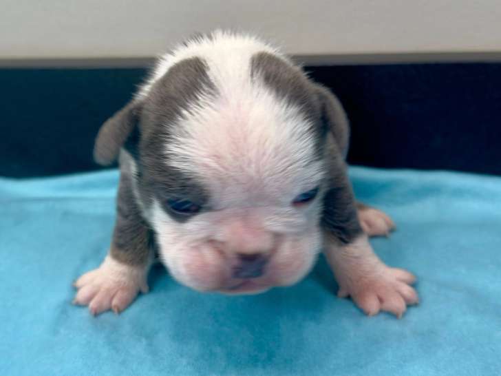 Chiots Bouledogue Anglais à vendre