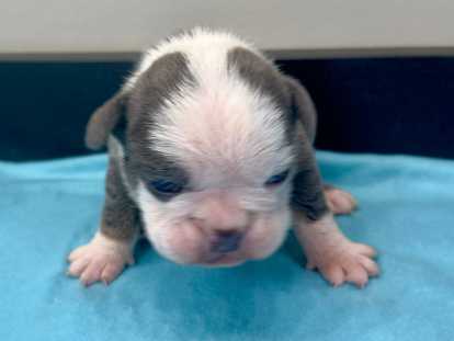 Chiots Bouledogue Anglais à vendre