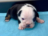 Chiots Bouledogue Anglais à vendre
