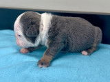 Chiots Bouledogue Anglais à vendre