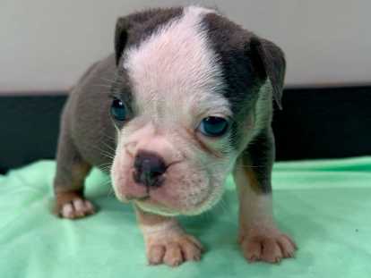 Chiots Bouledogue Anglais à vendre