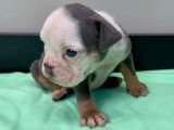Chiots Bouledogue Anglais à vendre