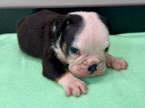 Chiots Bouledogue Anglais à vendre
