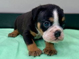 Chiots Bouledogue Anglais à vendre