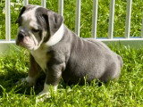 Chiots Bouledogue Anglais à vendre