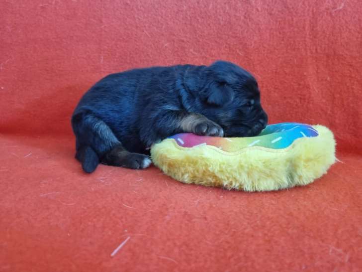 1 Mâle Berger Allemand poil court LOF Réservation