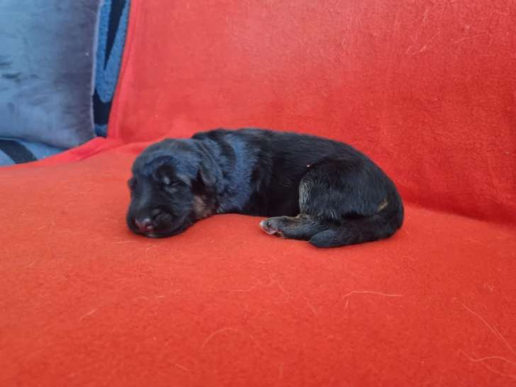 Chiot poil court Berger Allemand Mâle LOF Réservation