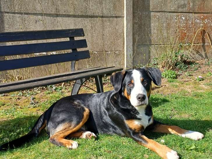 Jeune chien Grand Bouvier Suisse à vendre