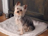 Mâle Yorkshire Terrier disponible pour saillie